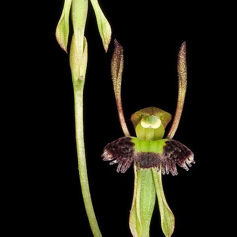 Leporella fimbriata unspecified picture