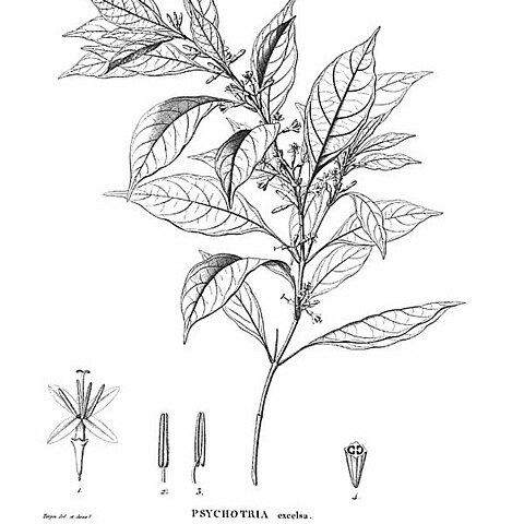 Hoffmannia excelsa unspecified picture