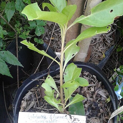 Phytolacca tetramera unspecified picture