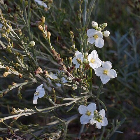 Gomphostigma virgatum unspecified picture