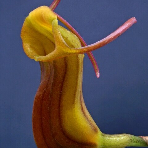 Masdevallia unguentum unspecified picture