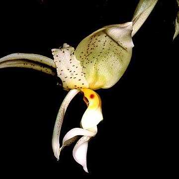 Stanhopea ruckeri unspecified picture