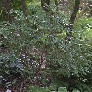 Rhododendron souliei unspecified picture