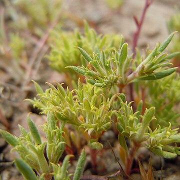 Chorizanthe watsonii unspecified picture