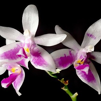 Phalaenopsis modesta unspecified picture