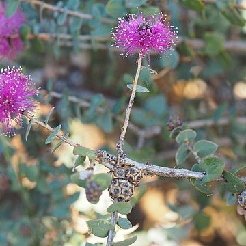 Melaleuca cordata unspecified picture