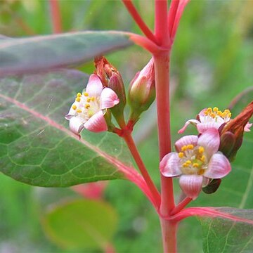 Hypericum walteri unspecified picture