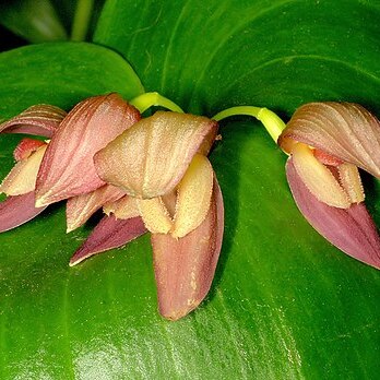 Pleurothallis marthae unspecified picture