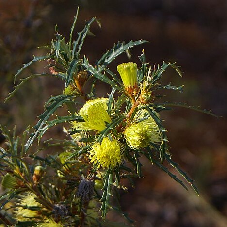 Banksia acanthopoda unspecified picture