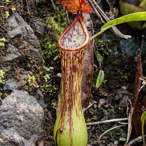 Nepenthes cornuta unspecified picture