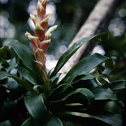 Vriesea heliconioides unspecified picture