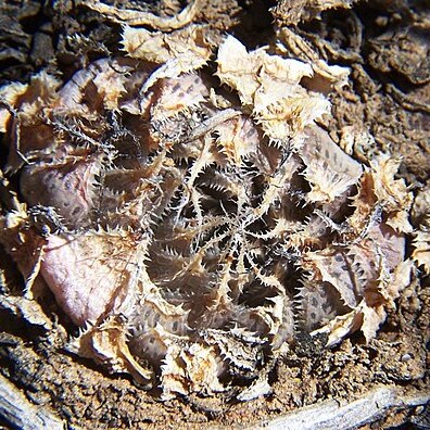 Haworthia nortieri unspecified picture