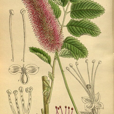 Sanguisorba hakusanensis unspecified picture