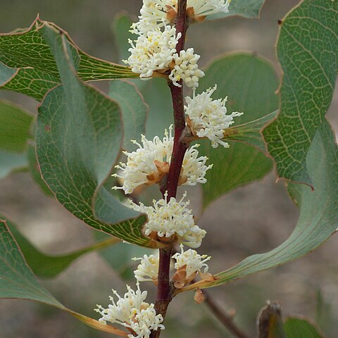 Hakea cristata unspecified picture