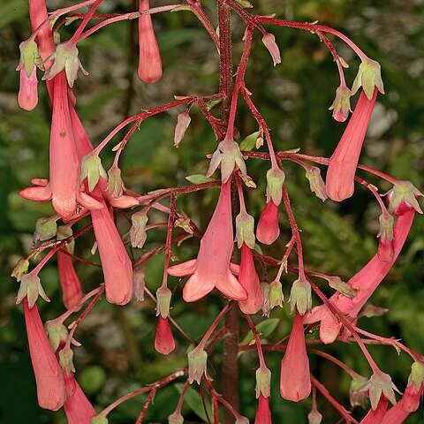 Phygelius capensis unspecified picture