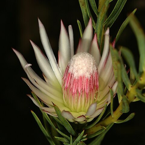 Protea mucronifolia unspecified picture