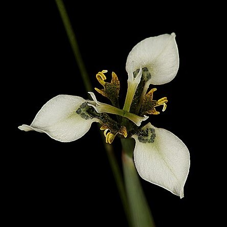 Moraea unguiculata unspecified picture