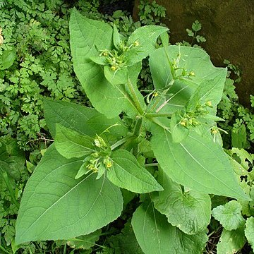 Sigesbeckia serrata unspecified picture