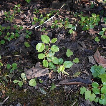 Cotoneaster nitens unspecified picture