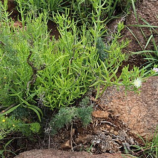 Mesembryanthemum geniculiflorum unspecified picture