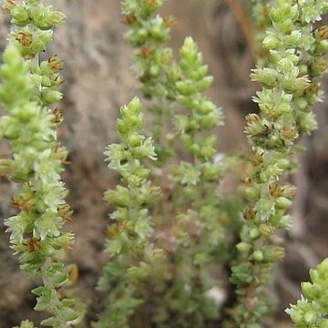 Crassula brachystachya unspecified picture