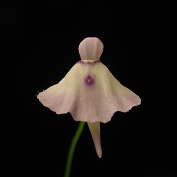 Utricularia pubescens unspecified picture