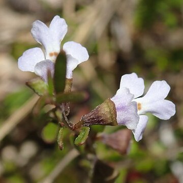 Prostanthera junonis unspecified picture