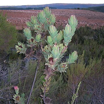 Leucadendron globosum unspecified picture