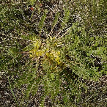 Astragalus buchtormensis unspecified picture