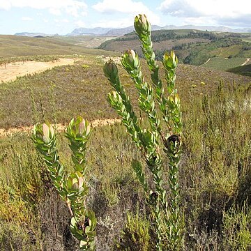 Leucadendron globosum unspecified picture