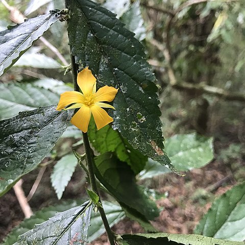 Turnera panamensis unspecified picture