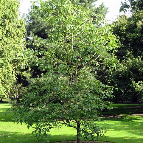 Fraxinus profunda unspecified picture