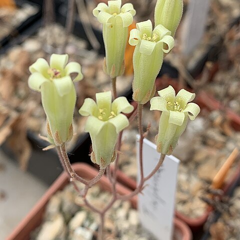 Tylecodon sulphureus unspecified picture