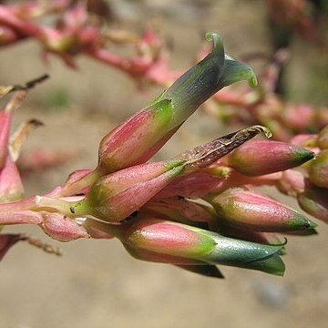 Puya micrantha unspecified picture