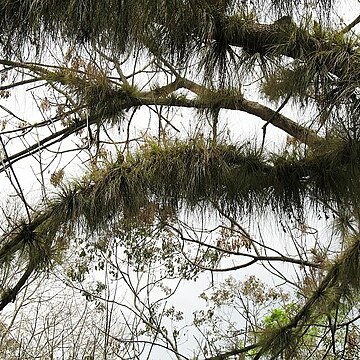 Tillandsia remota unspecified picture