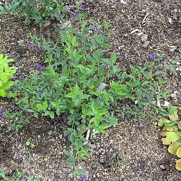 Vicia oroboides unspecified picture