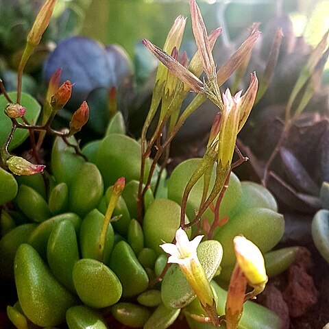 Adromischus nanus unspecified picture