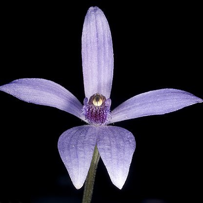 Pheladenia deformis unspecified picture