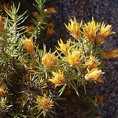 Chuquiraga erinacea unspecified picture