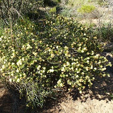 Melaleuca depressa unspecified picture