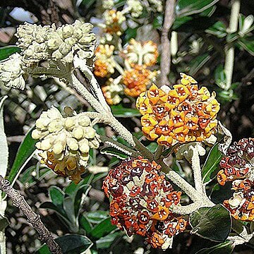 Buddleja longifolia unspecified picture