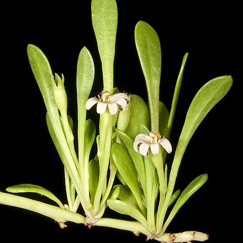 Selliera radicans unspecified picture