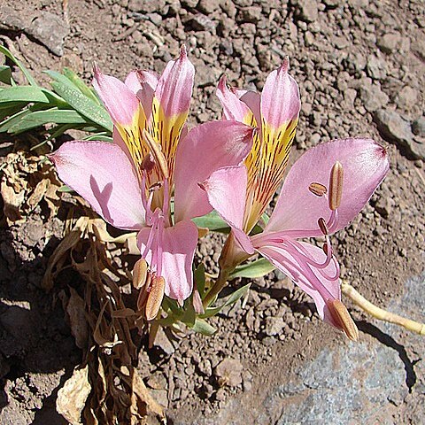 Alstroemeria exserens unspecified picture