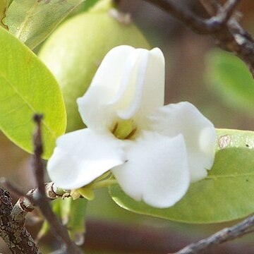 Gardenia fucata unspecified picture