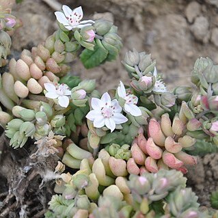 Sedum versadense unspecified picture