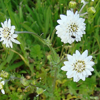 Leucheria cerberoana unspecified picture