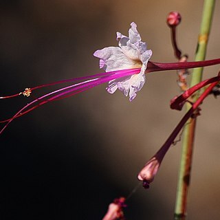 Anulocaulis leiosolenus unspecified picture