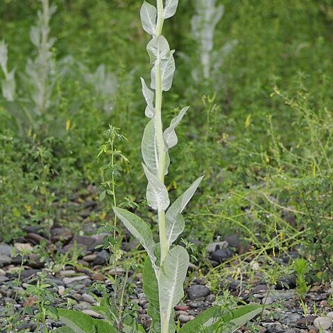 Verbascum gnaphalodes unspecified picture