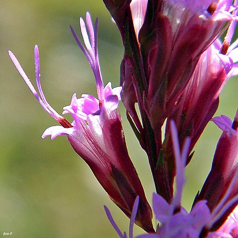 Liatris chapmanii unspecified picture