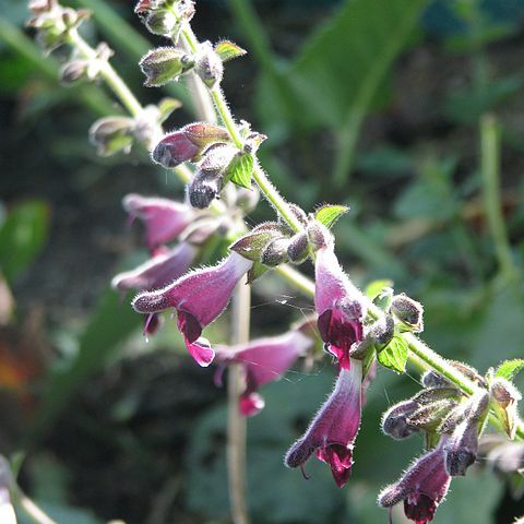 Salvia castanea unspecified picture